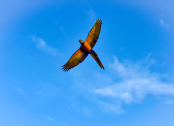 Low angle view of bird flying against clear blue sky