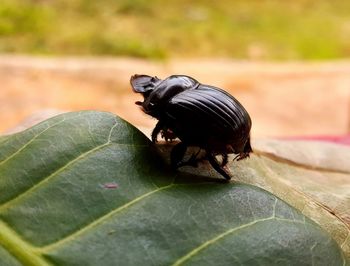 Close-up of insect on leaves