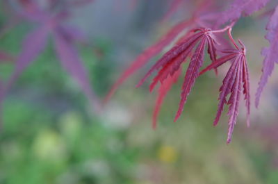 Close-up of pink flowering plant