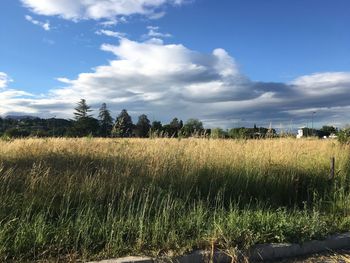 Scenic view of field against sky