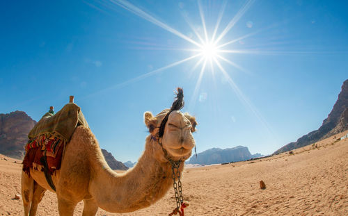 Camels in jordan wadi rum desert on red sand with baby and high mountains in the background