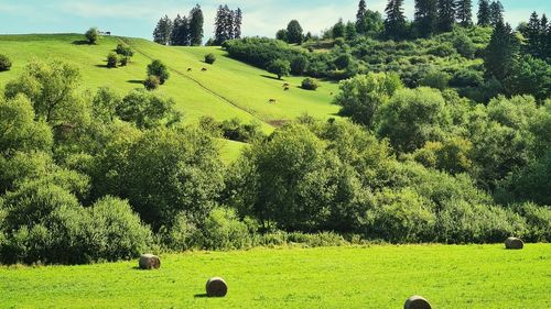 View of cows grazing on hill