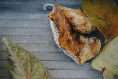 High angle view of maple leaves on leaf