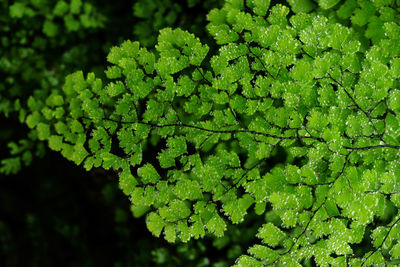 Close-up of wet leaves