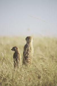 Meerkats standing on field against clear sky on sunny day