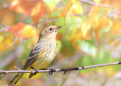 Close-up of bird perching on branch