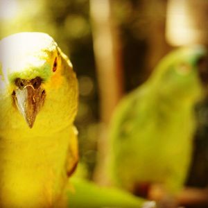 Close-up of yellow bird