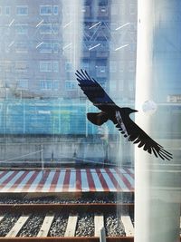 Digital composite image of bird flying against building