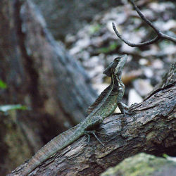 Close-up of lizard on tree