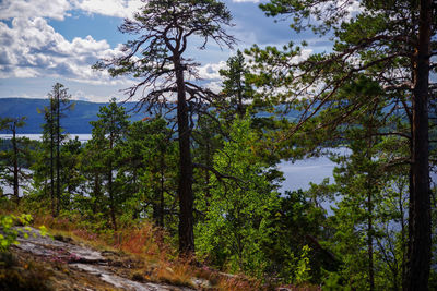 Trees in forest against sky