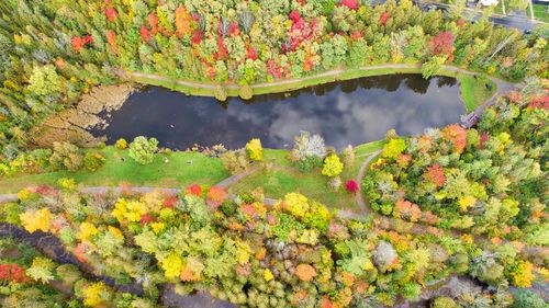 Scenic view of flowering plants during autumn