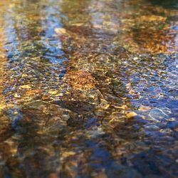 Reflection of trees in water