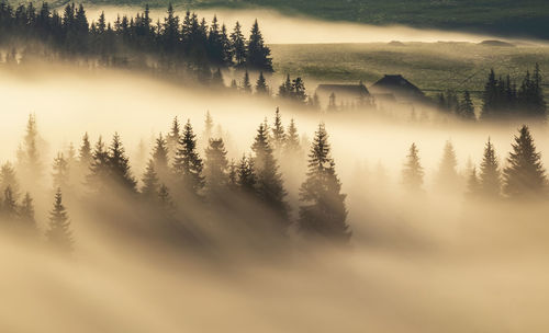 High angle view of trees on landscape against sky