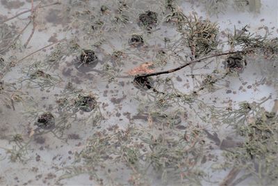 High angle view of crab on shore