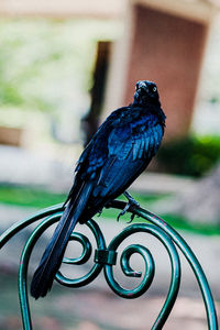 Close-up of bird perching on metal fence