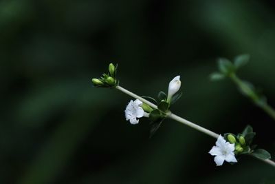 Close-up of white flower buds