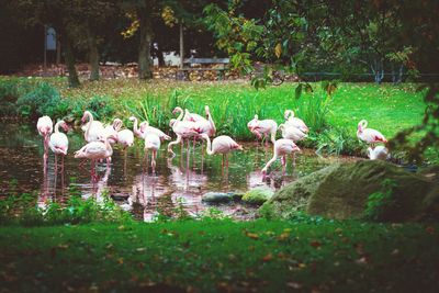 Flock of birds in lake