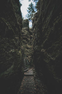 Narrow footpath amidst trees