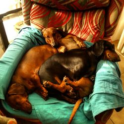 Dog sleeping on sofa