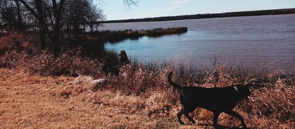 Dog standing in a lake