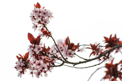 Close-up of flowers on branch