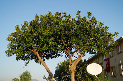 Low angle view of trees against sky