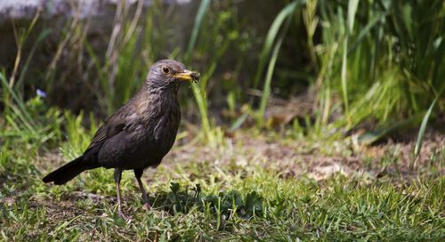 Bird perching on a field