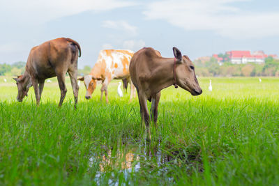 Cows standing in a field