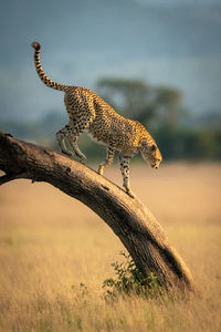 Cheetah standing on tree trunk