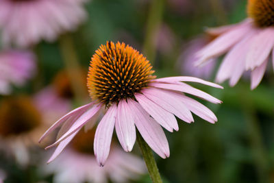 Close-up of pink flower