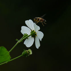 Close-up of bee pollinating on flower