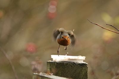 Close-up of a robin flying off post