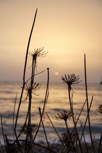 Close-up of silhouette plants by sea against sky during sunset