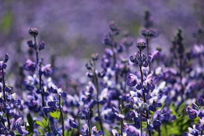 Close-up of purple flowering plants on field