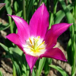 Close-up of pink flower