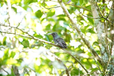 Low angle view of bird perching on tree