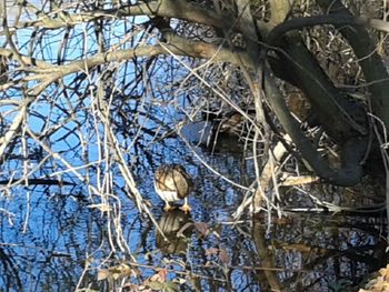 Close-up of bird on bare tree during winter