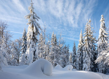 Snow covered land and trees against sky