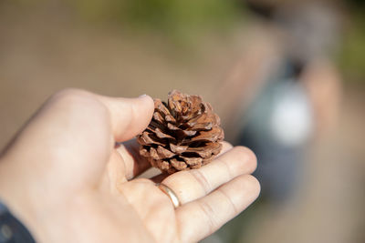 Close-up of hand holding pine cone