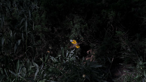 Yellow flowering plants on field