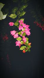 Close-up of pink flowers