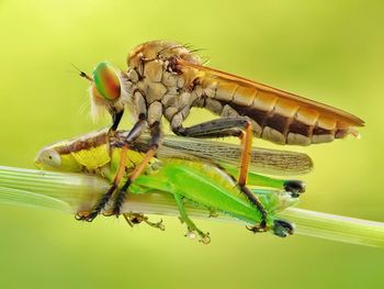 Close-up of damselfly on leaf