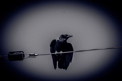 Close-up of bird perching on pole