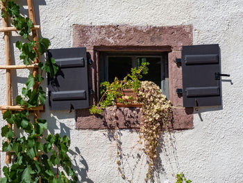Potted plants on wall of house