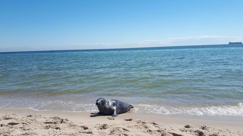 Scenic view of sea against sky