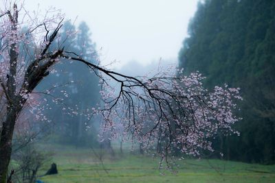 Flowers growing on tree