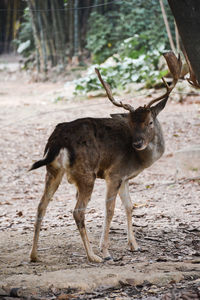 Deer on dirt road