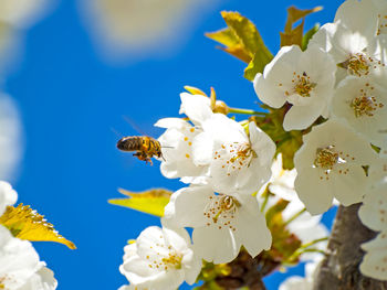 Low angle view of insect on fresh flowers against sky