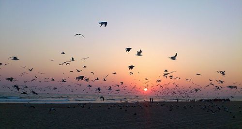 Flock of birds flying over sea