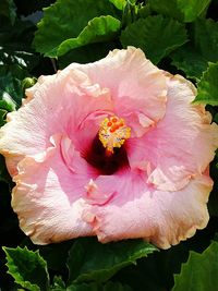 Close-up of pink hibiscus flower